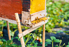 蜜蜂分蜂前会提前找窝吗