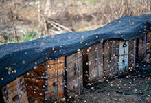 蜜蜂为什么要保护蜂皇