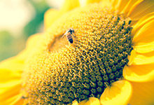 蜜蜂怎么辨别气味