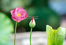 蜻蜓的耳朵长在哪里