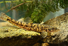 泥鳅是不是鱼类