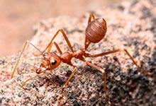 红蚂蚁是怎么来的