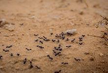 家里有蚂蚁怎么办能除根吗