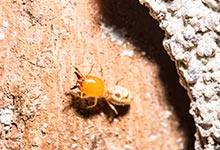 家里有小黄蚂蚁的原因