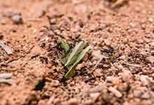 蚂蚁洞口都是朝南的吗