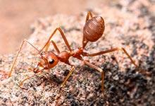 家有红蚂蚁说明了什么