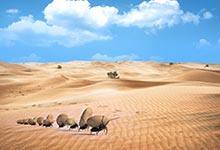 为什么下雨前蚂蚁会搬家