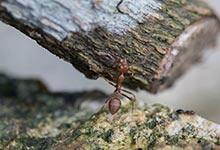 蚂蚁的秘密有哪些