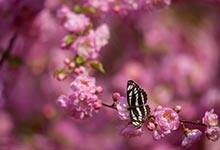 蝴蝶幼虫吃什么