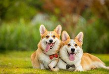 狗狗体内的虫子