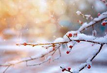 惊蛰到霜降什么意思