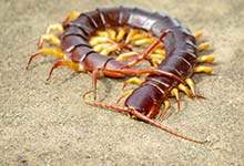 蜈蚣属于昆虫吗