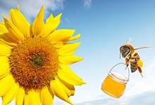 哪些昆虫能帮助人们做好事