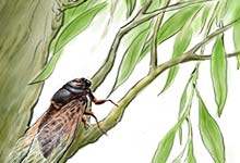 半翅目昆虫有哪些