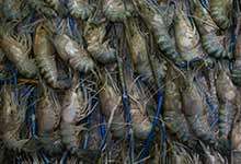河虾的生存环境要求高吗