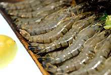 活虾如何放过夜还活着