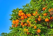 金桔为什么要用盐水泡