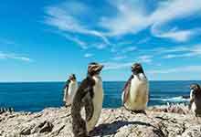 为什么北极没有企鹅