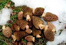 松茸种类
