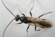 下雨有大水蚁的原因