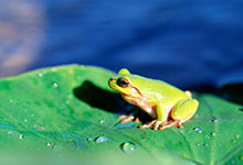 青蛙的鸣叫属于什么行为