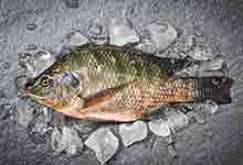 罗非鱼的营养价值及营养成分