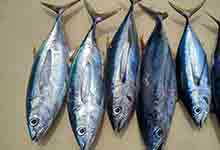 金枪鱼的营养价值及营养成分