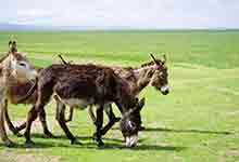 驴肉的营养价值及营养成分