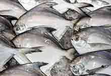 白鲳鱼的营养价值及营养成分