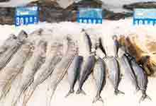 海鲫鱼的营养价值及营养成分