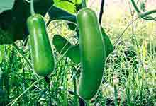 节瓜的营养价值及营养成分