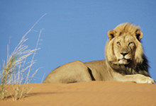 森林之王是什么动物