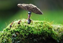蚂蚁的天敌是什么动物