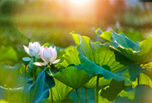 立夏三候是什么