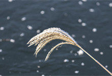 小雪节气祝福语