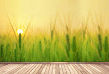 关于小满的谚语