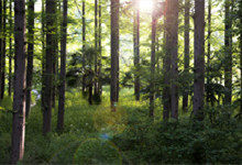 关于植树节的名言名句