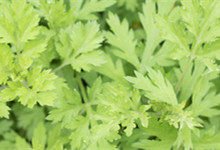 芒种有什么植物