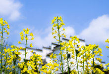 油菜花是什么意思