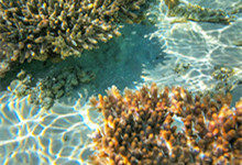 珊瑚分几种