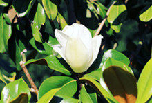 春天的花有哪些