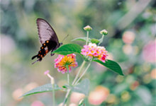 蝴蝶是益虫还是害虫