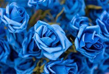 蓝色妖姬玫瑰花语
