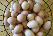 乌鸡蛋和普通鸡蛋的区别