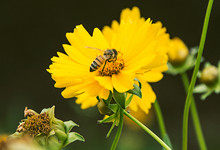 虎头蜂种类有哪些