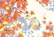 枫叶代表什么