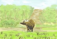 牛鞭是牛的什么器官