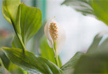 一帆风顺花有毒吗