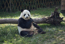 熊猫的特点