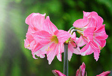 朱顶红一年开几次花